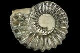 Pyritized Ammonite (Pleuroceras) Fossil - Germany #125397-1